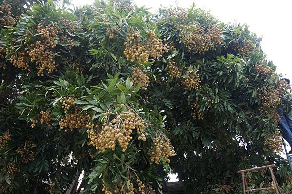 DSC02993-1024.jpg DSC02993-1024.jpg