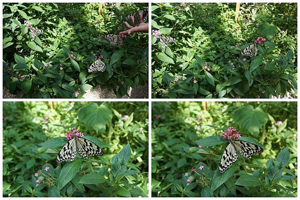 P06-1024.jpg P06-1024.jpg