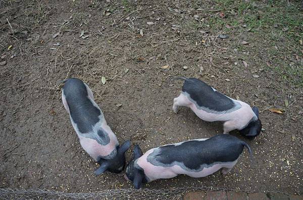 DSC09178-1024.jpg DSC09178-1024.jpg