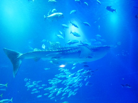 鯨鯊Whaleshark 鯨鯊Whaleshark