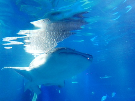 鯨鯊Whaleshark 鯨鯊Whaleshark