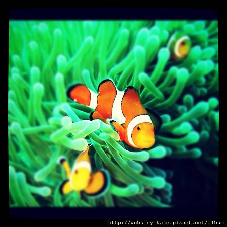 Finding Nemo~~ Finding Nemo~~