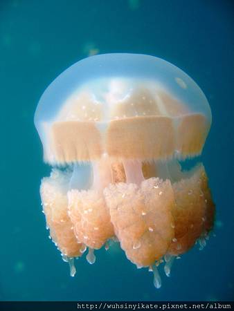 水母湖 水母湖