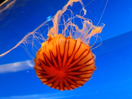 水母Jellyfish 水母Jellyfish