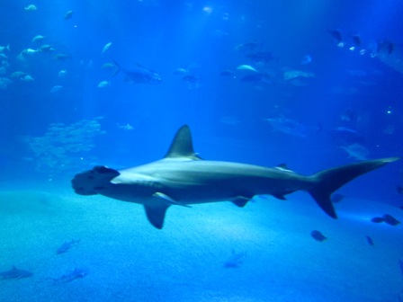槌頭鯊Hammerhead Shark 槌頭鯊Hammerhead Shark