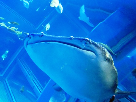 鯨鯊Whaleshark 鯨鯊Whaleshark