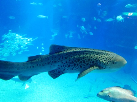 豹紋鯊Zebra shark 豹紋鯊Zebra shark