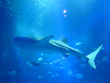 鯨鯊Whaleshark 鯨鯊Whaleshark