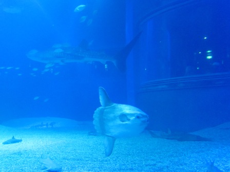 翻車魚(曼波魚) Mola mola 翻車魚(曼波魚) Mola mola