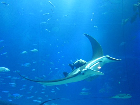 鬼蝠魟Manta 鬼蝠魟Manta