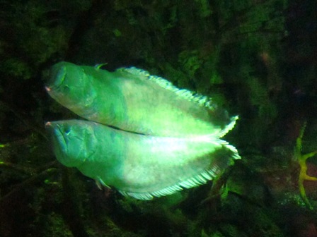 厄瓜多爾熱帶雨林 銀龍魚 厄瓜多爾熱帶雨林 銀龍魚