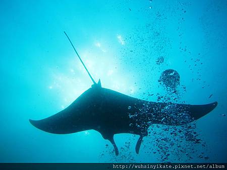 Manta ray Manta ray