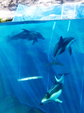 塔斯曼海 斑紋海豚 塔斯曼海 斑紋海豚