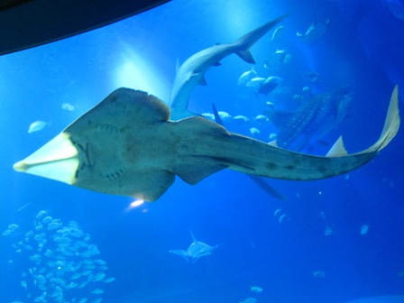 犁頭鰩Guitarfish 犁頭鰩Guitarfish