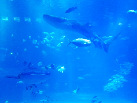 鯨鯊Whaleshark兩隻 鯨鯊Whaleshark兩隻