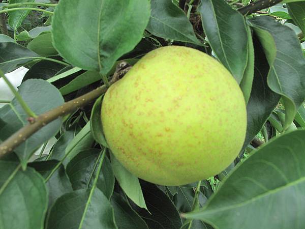 成熟階段ㄉ黃金梨 002