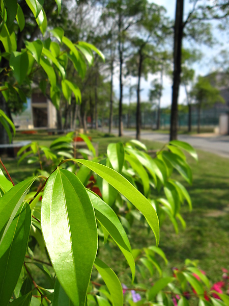 嘉義大學蘭潭校區