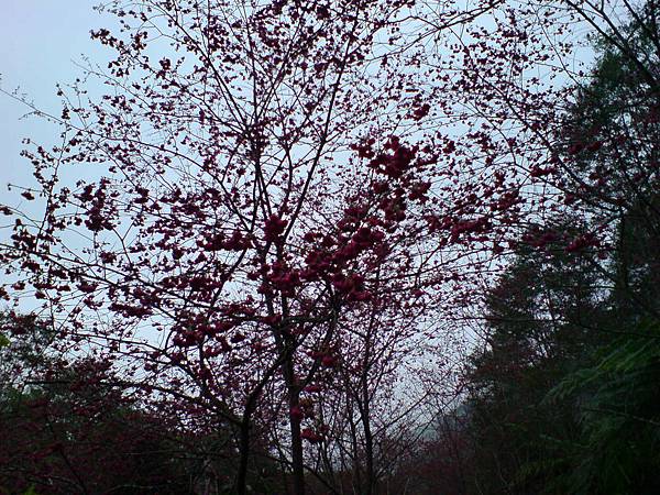 2011.2.5 金針山上的櫻花