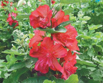 8684386-3428755 8684386-3428755