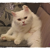 IMG_6910.JPG IMG_6910.JPG