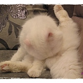 IMG_6908.JPG IMG_6908.JPG