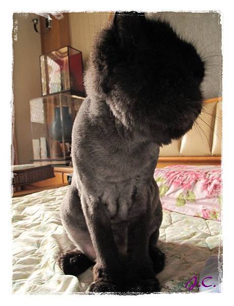 HeiMaMa.jpg HeiMaMa.jpg