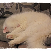 IMG_6906.JPG IMG_6906.JPG