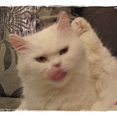 IMG_6911.JPG IMG_6911.JPG