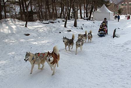 2012_눈축제_체험_개썰매_029