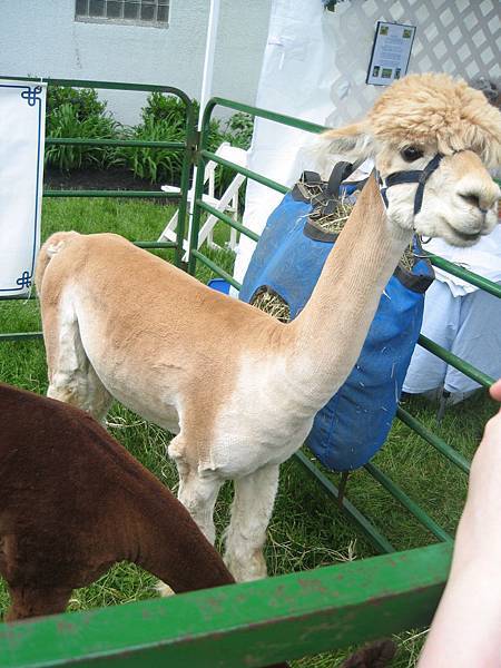 IMG_0055 IMG_0055