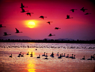 洛東江下游候鳥棲息地 01