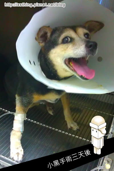 三天後小黑.jpg