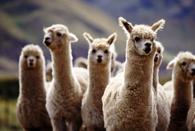 A herd of Alpaca.jpg A herd of Alpaca.jpg