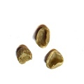 Shell貝殼豆