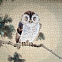owl01 owl01