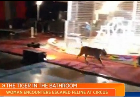 美女子看馬戲上廁所遇見一頭老虎… 美女子看馬戲上廁所遇見一頭老虎…