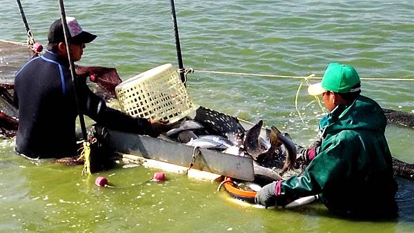抓鱸魚1 抓鱸魚1