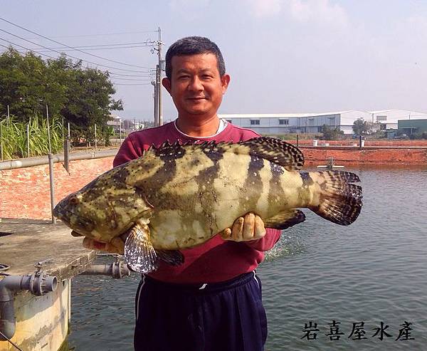 龍虎斑&James3 龍虎斑&James3