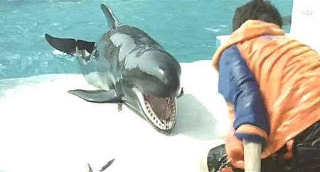 Dolphin Blue02.jpg Dolphin Blue02.jpg