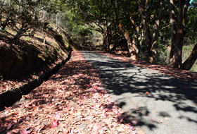 紅葉步道