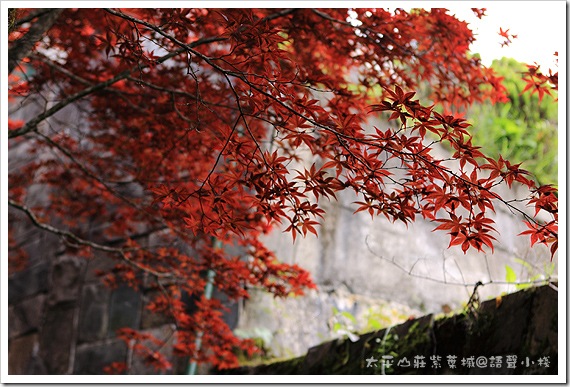 太平山莊紫葉槭 太平山莊紫葉槭