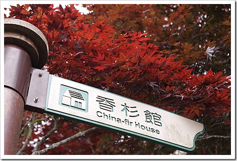 太平山莊紫葉槭 太平山莊紫葉槭