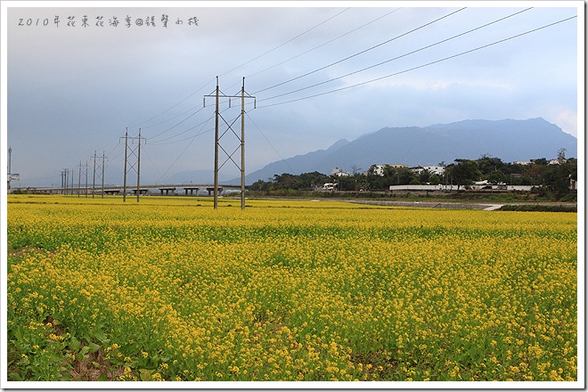 2010年花東花海季-富里 2010年花東花海季-富里