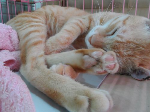 2013/10/4-(2) 2013/10/4-(2)