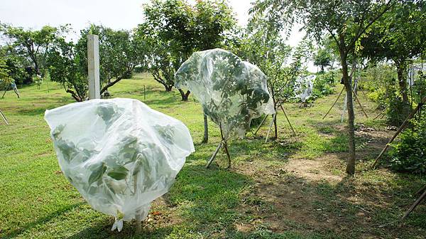 芭樂(西瓜)1000703- (2).JPG 芭樂(西瓜)1000703- (2).JPG