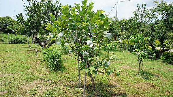 芭樂(無子)981003- (1).JPG 芭樂(無子)981003- (1).JPG