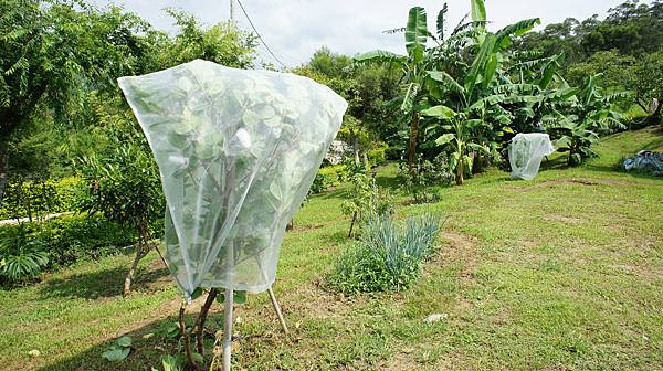 芭樂(無子)981003- (2).JPG