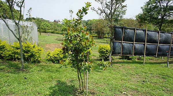 巴西櫻桃1010331- (1)