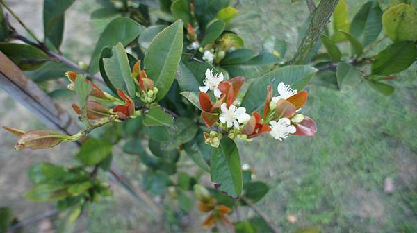 巴西櫻桃1010321- (2)