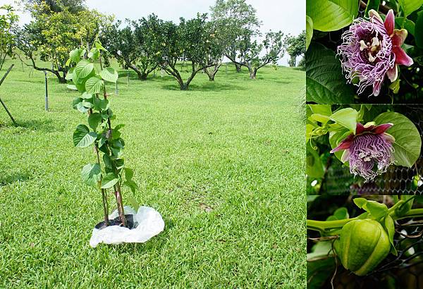 百香果.超大1010902